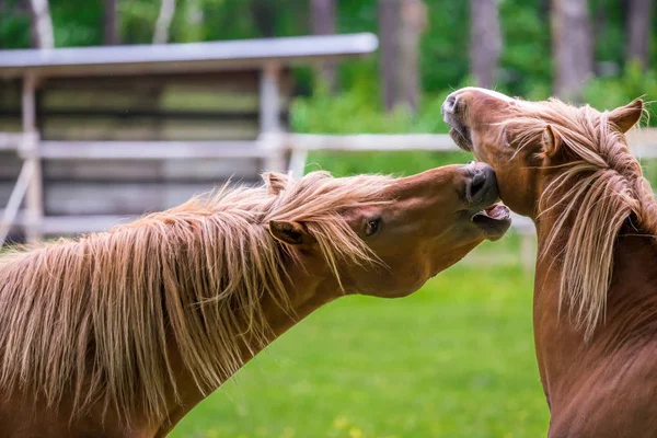 Chevaux Jouant Sur Terrain — Photo