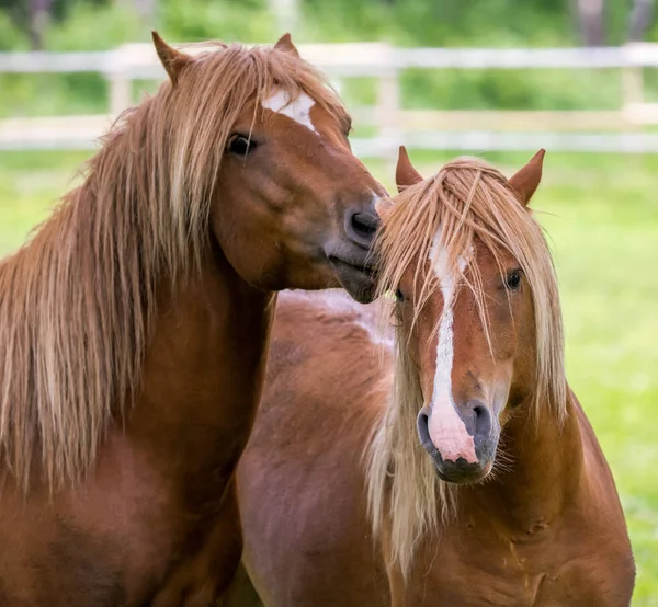 Chevaux Jouant Sur Terrain — Photo