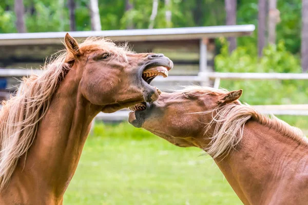 Hästarna Spelar Fältet — Stockfoto