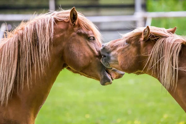 Chevaux Jouant Sur Terrain — Photo