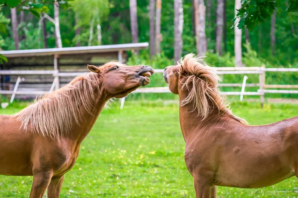 Chevaux Jouant Sur Terrain — Photo