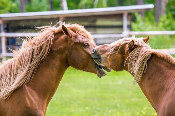 Chevaux Jouant Sur Terrain — Photo