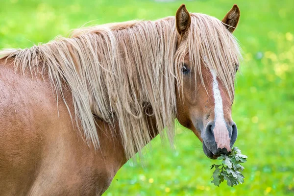 Koń Liści Portret — Zdjęcie stockowe