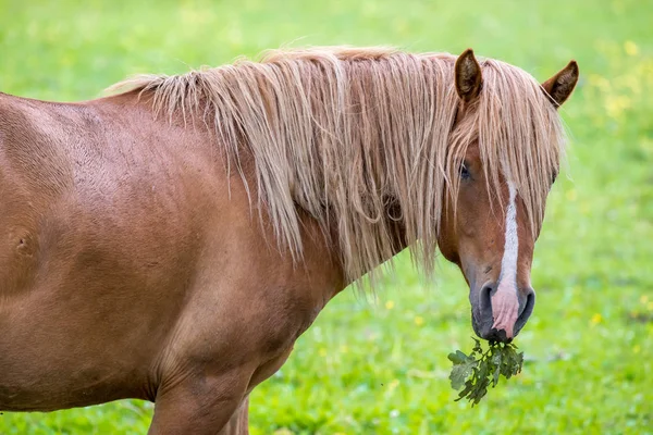 Koń Liści Zwierząt — Zdjęcie stockowe