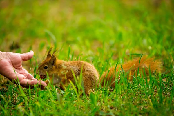 Esquilo Comendo Mão — Fotografia de Stock