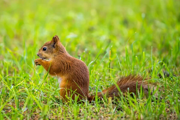 Eekhoorn Eten Het Gras — Stockfoto