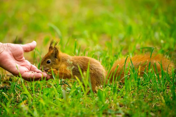 Eekhoorn Eten Uit Hand — Stockfoto