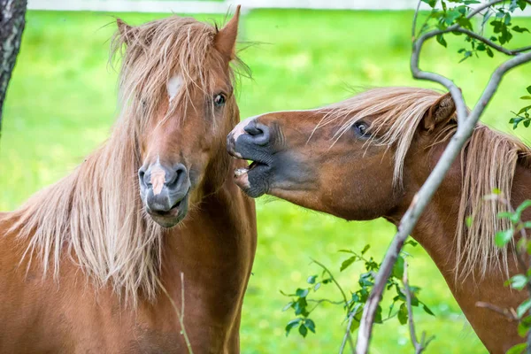 Chevaux Jouant Sur Terrain — Photo