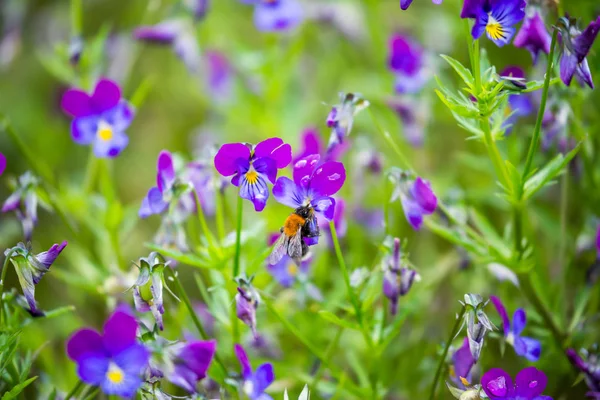 Μέλισσα Φόντο Λουλούδια — Φωτογραφία Αρχείου
