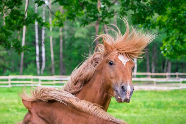 Cheval Avec Coiffure Incroyable — Photo