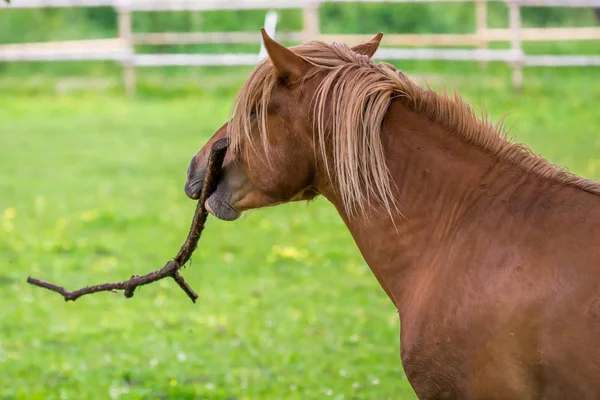 Konie Pole Gry — Zdjęcie stockowe