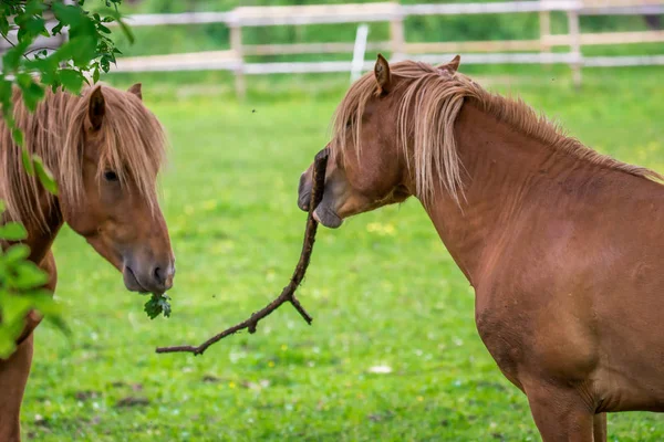 Chevaux Sur Terrain Jeu — Photo