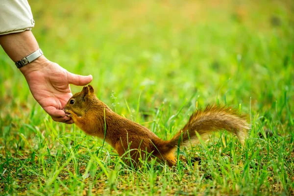 Eekhoorn Eten Uit Hand — Stockfoto