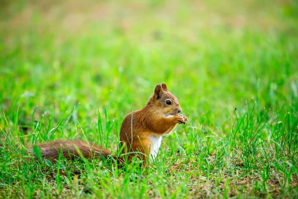 Eekhoorn Het Gras Eten — Stockfoto