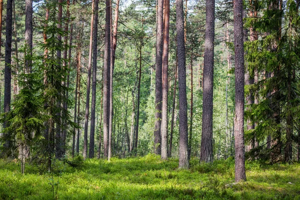 Bosque Verde Hermoso Fondo — Foto de Stock