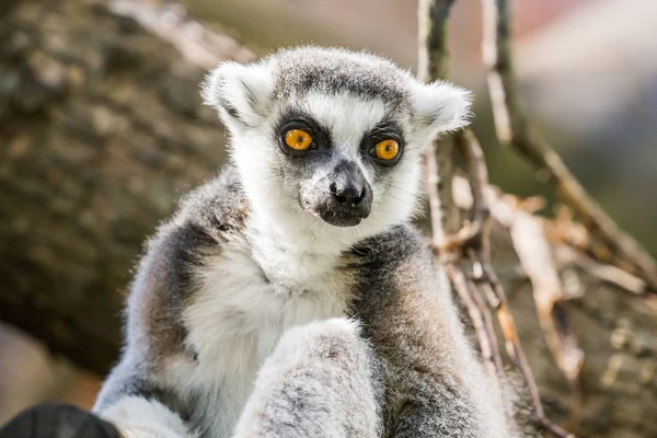 Lemuriformes Wilde Dieren Leven — Stockfoto