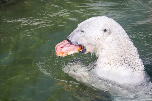 Oso Blanco Comiendo Carne Agua —  Fotos de Stock