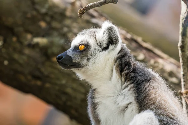 Lemuriformes Vida Animal Silvestre — Foto de Stock