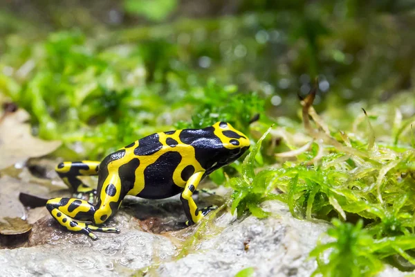 Yellow-banded poison dart frog