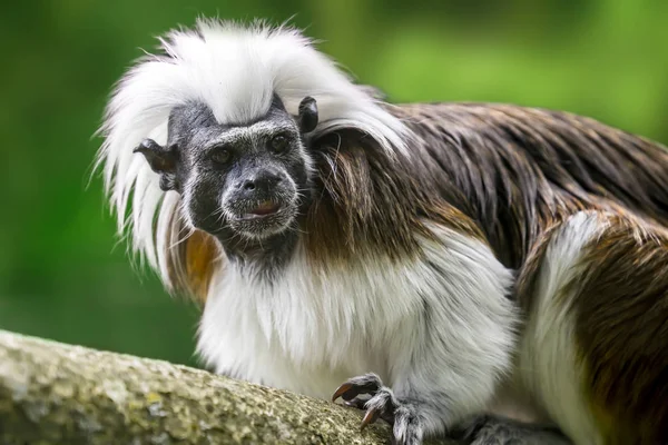 Cebuella Pygmaea Beetje Monkey — Stockfoto