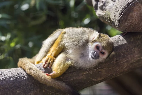Gemeenschappelijke Squirrel Monkey Rusten — Stockfoto