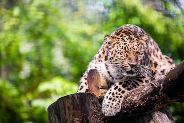 Leopard Tallinie Zoo — Zdjęcie stockowe
