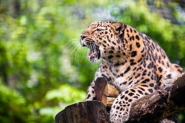 Leopardo Zoológico Tallin — Foto de Stock