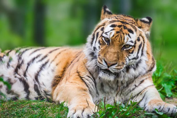 Amur Tiger Zoo Von Tallinn — Stockfoto