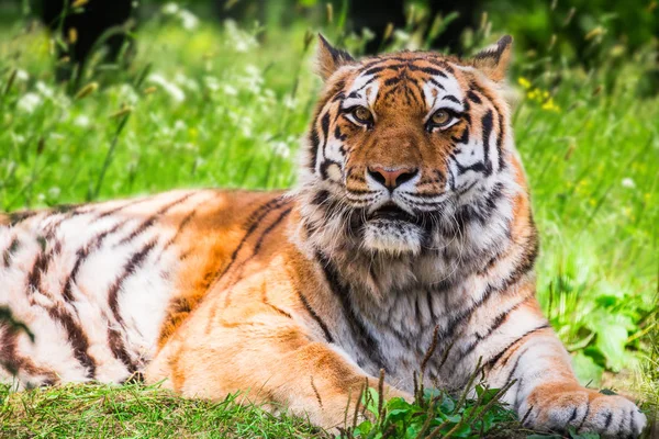 Amur Tiger Zoo Von Tallinn — Stockfoto