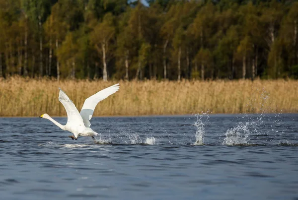 Cisne Comienza Volar Desde Agua — Foto de Stock