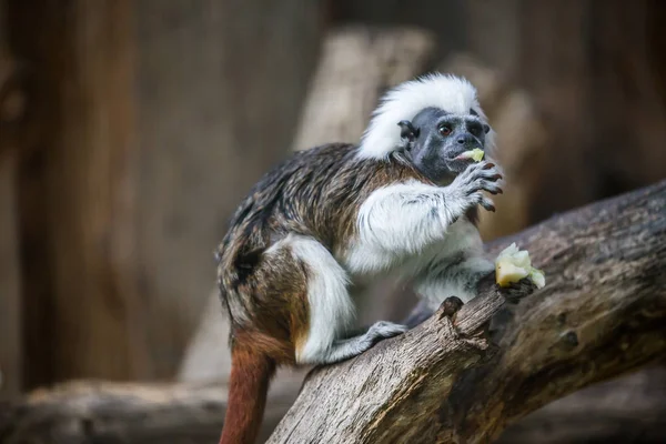 Tamarín Algodón Saguinus Oedipus —  Fotos de Stock