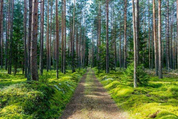 Groene Bos Met Manier Weg — Stockfoto