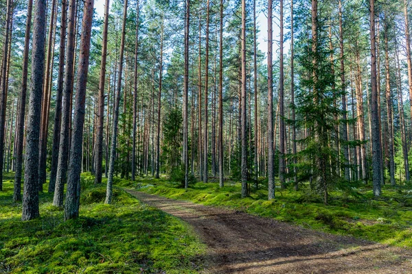 Bosque Verde Con Camino — Foto de Stock
