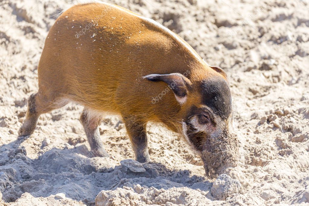 Red river hog in wild life