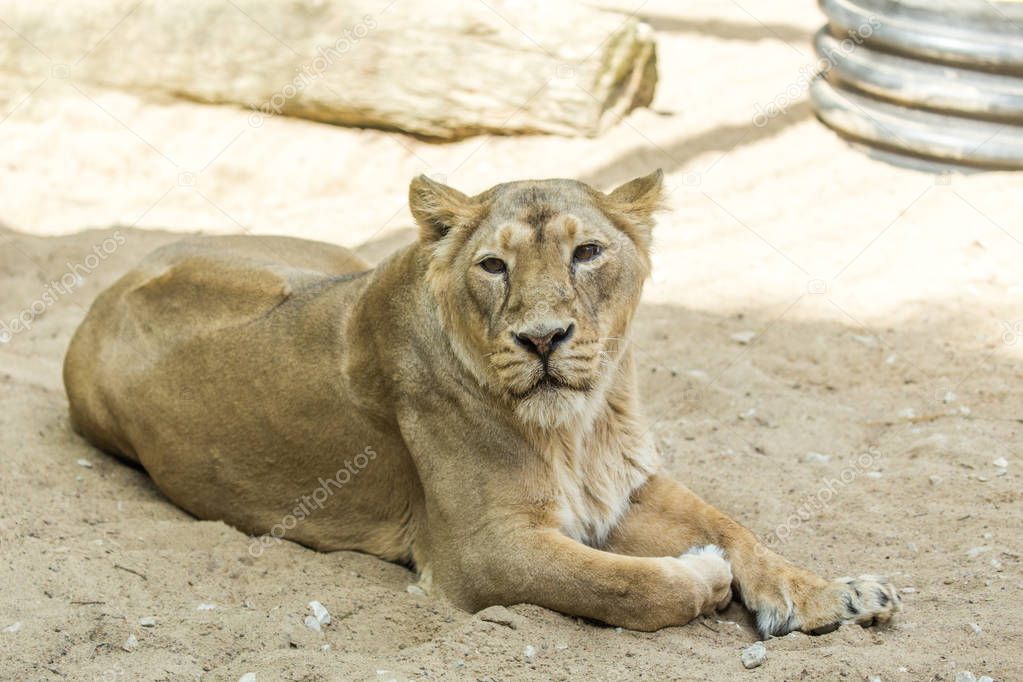 Lioness resting on the ground