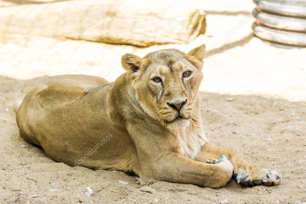 Lioness resting in Tallinn zoo