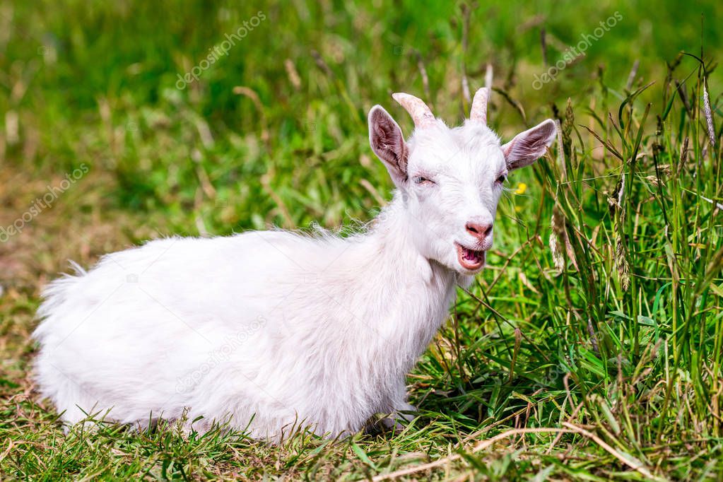 White goat resting on the grass