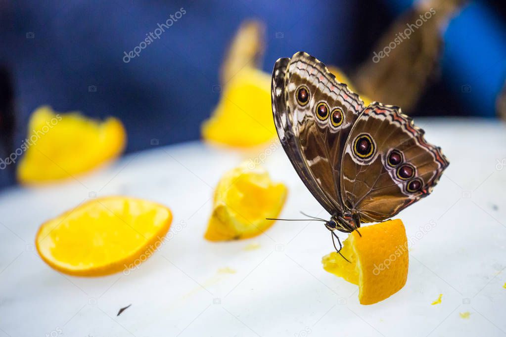 Caligo Memnon butterfly eating lemon