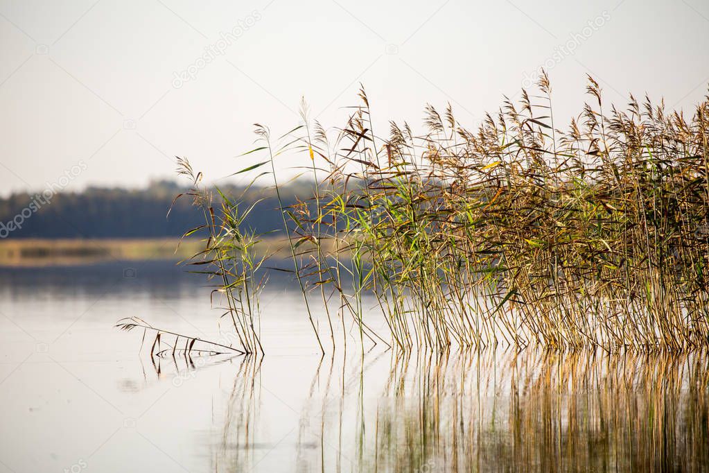 Morning lake plant with grass
