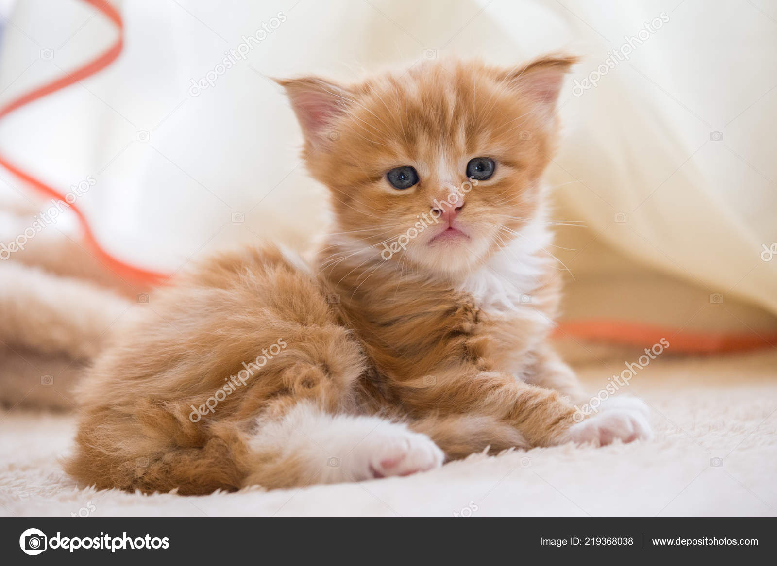 Kitten Coon — Stockfoto © #219368038