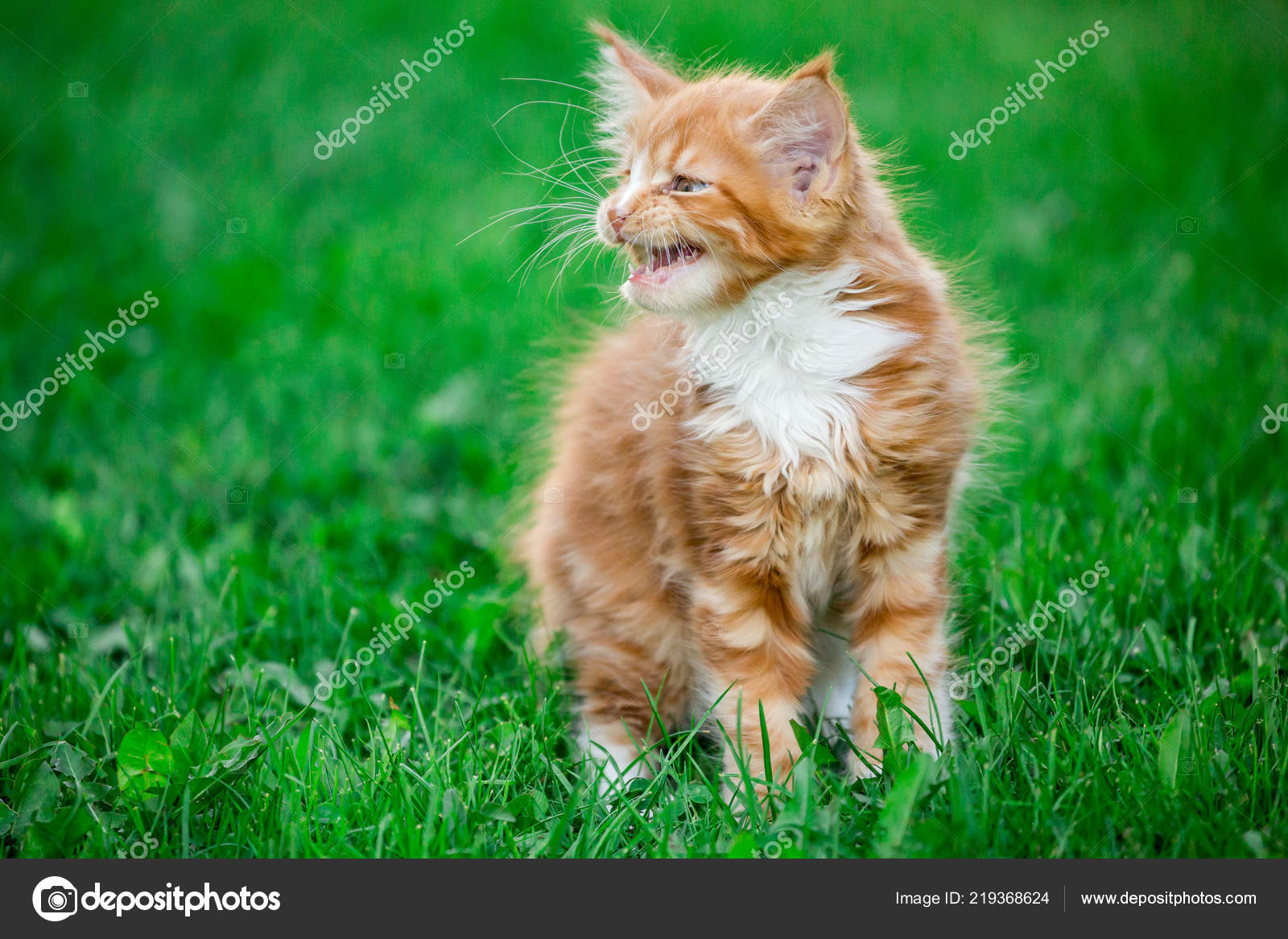 Kleine Rote Maine Coon Katze Auf Der Wiese Stockfoto