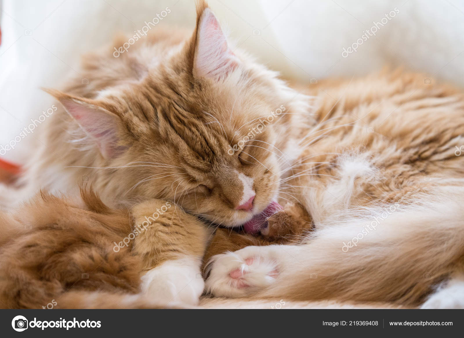 Maine Coon Katze Rot Mutter Mit Baby Stockfoto Aleksei