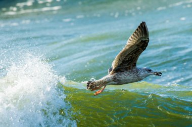 Büyük Kara sırtlı martı avcılık
