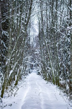 Orman içinde kar geçmiş