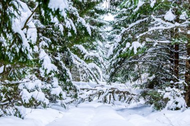 Orman içinde kar geçmiş