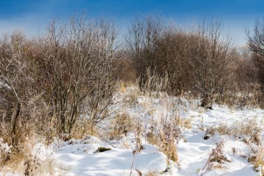 Kış alanı çalılar ile