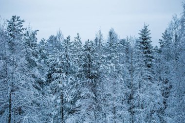 Lapland ormanında kış