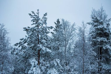 Lapland ormanında kış