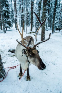 Lapland ormanda geyik