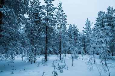 Lapland ormanında kış